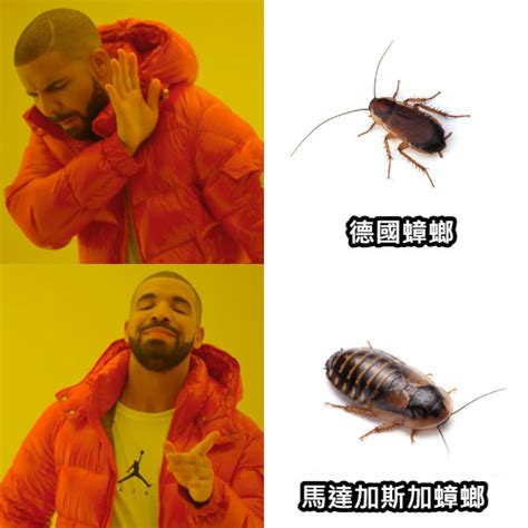 蟑螂螢火蟲梗圖 無意中